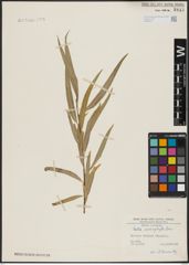 Foto von Salix acmophylla Boiss.